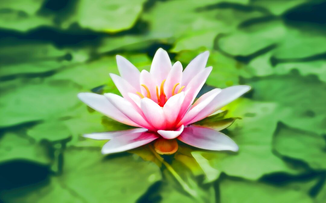 Pink water lily blooming amidst green lily pads, symbolizing detoxification and natural health in the context of personalized genetic analysis for liver function and hormone clearance.