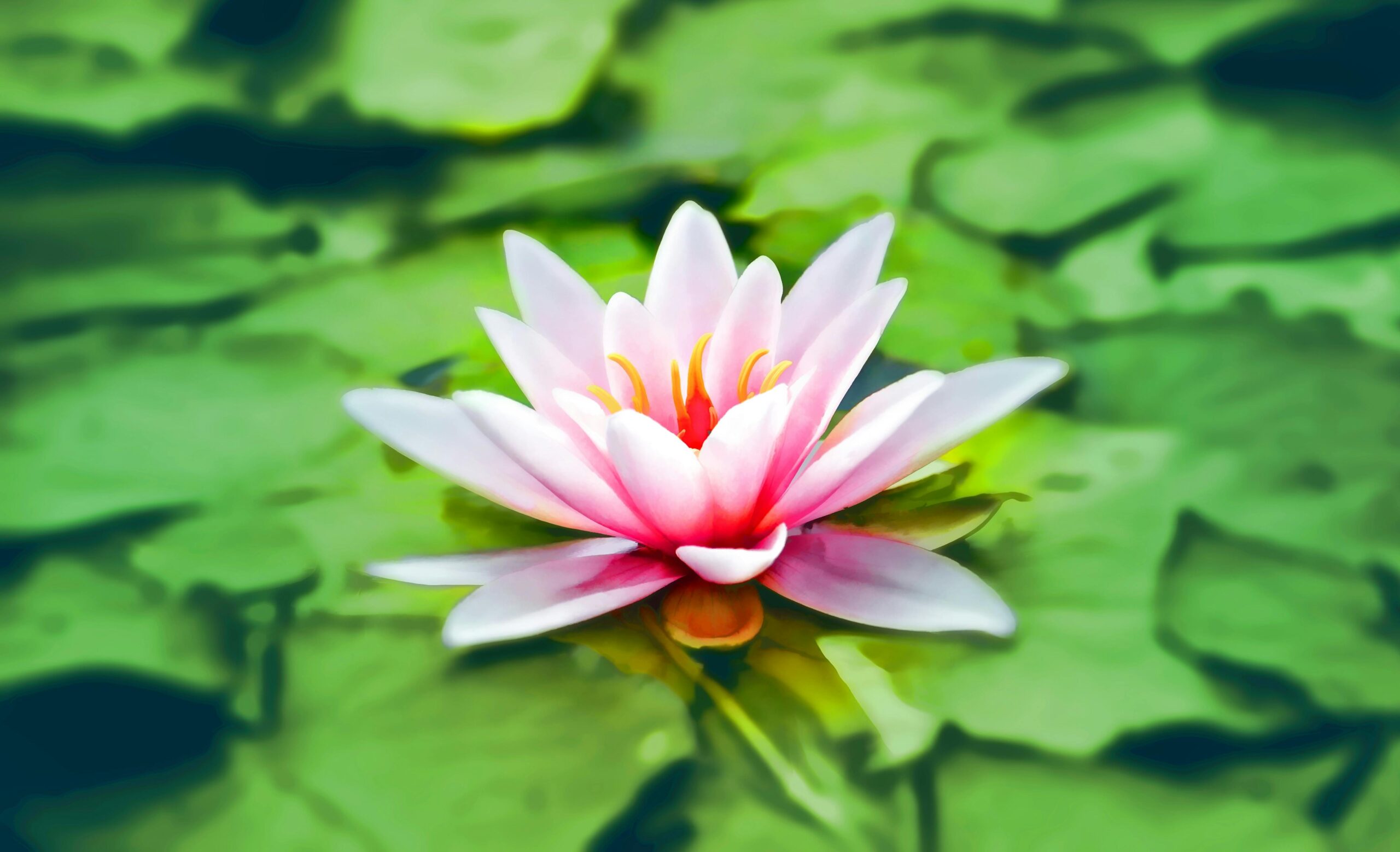 Pink water lily blooming on green lily pads, symbolizing wellness and natural beauty in health strategies for women.